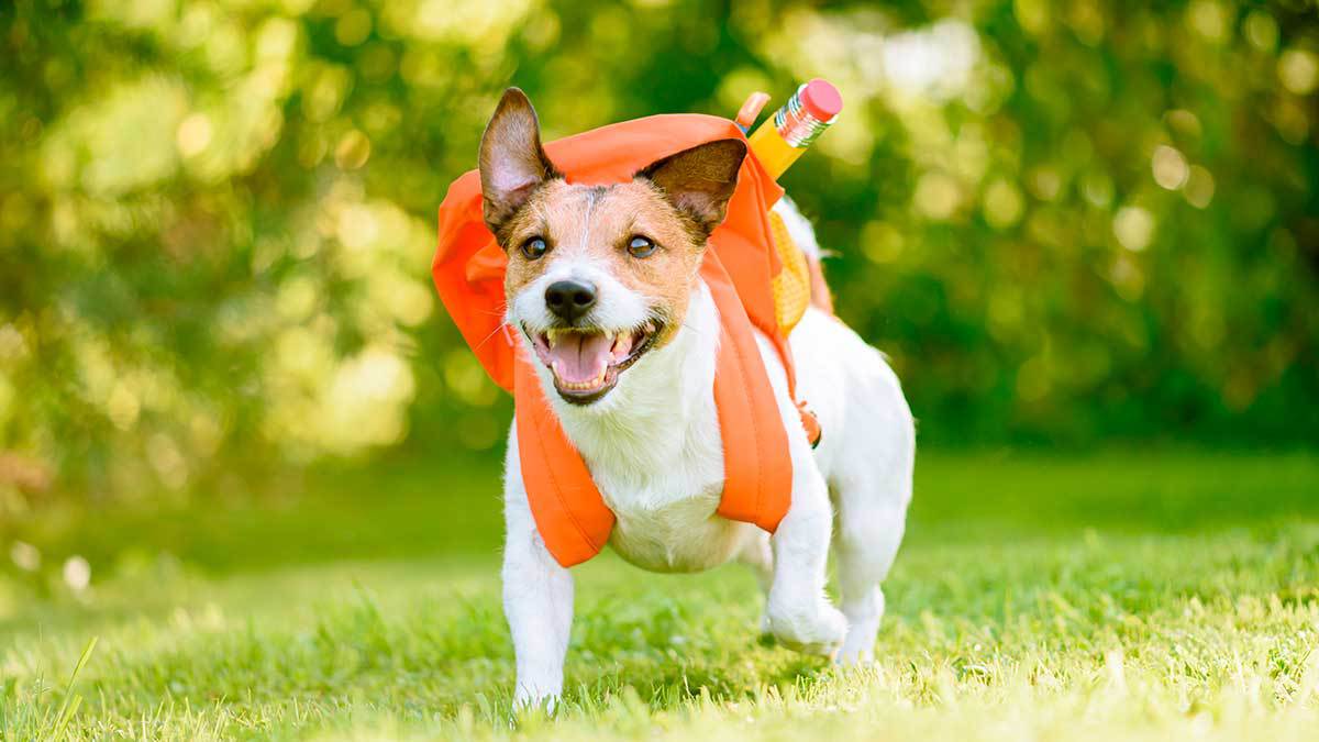 ¡Perrito repartidor! Dueño crea casco y mochila de comida rápida para su mascota