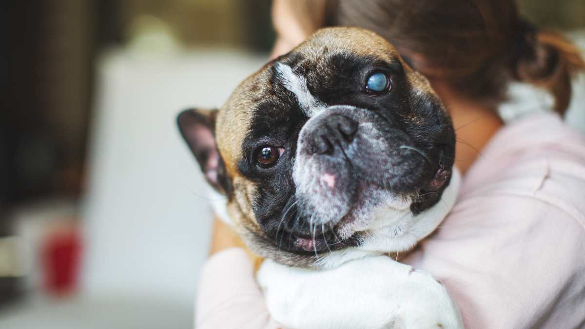 ¿Tu perro se rasca los ojos?: cómo detectar problemas de vista en tu mascota