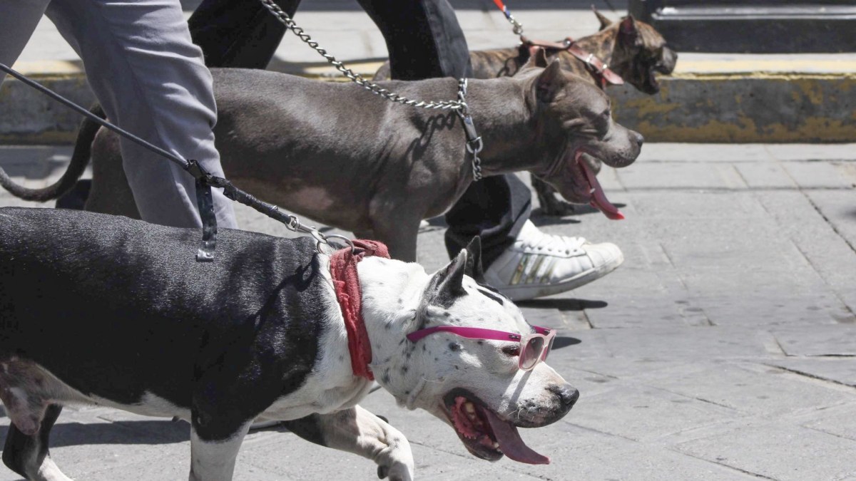 Resurge debate sobre agresividad de pitbulls tras ataque a cachorro en restaurante pet friendly