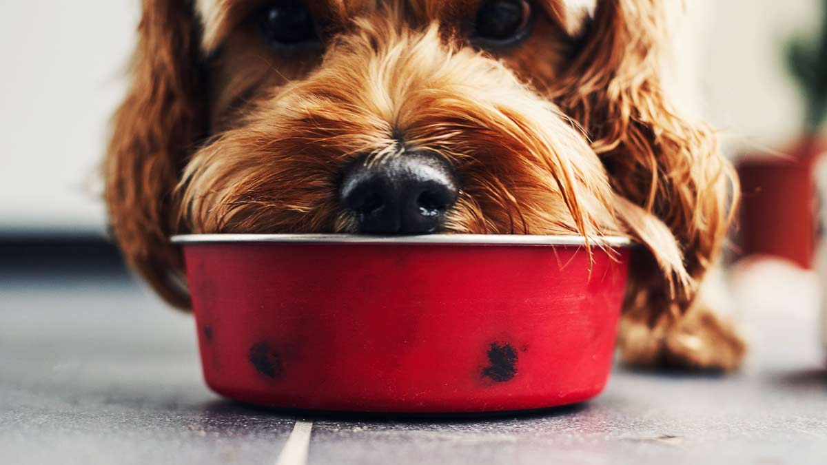 ¿Es bueno darle sobras de comida a los perros? Aquí te decimos