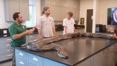 Encuentran la pitón más grande de Florida, mide más de 5 metros