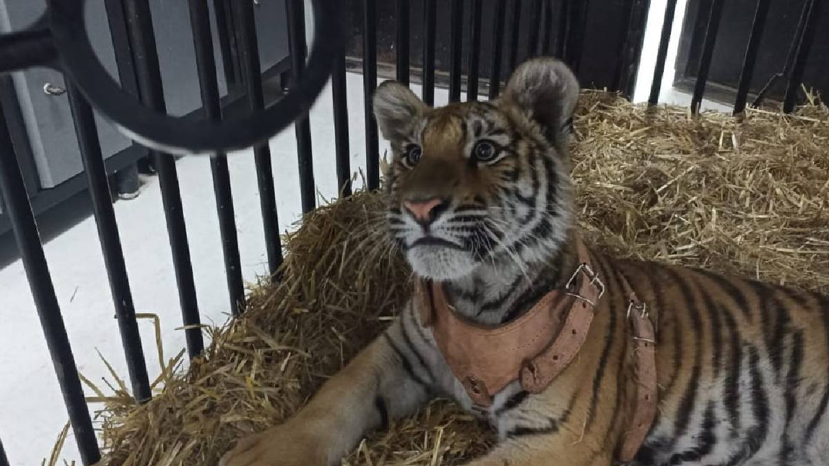 Imágenes: rescatan a tigre abandonado tras denuncia en redes en Tizayuca, Hidalgo