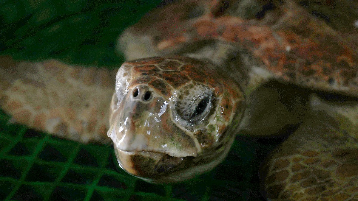 ¿Por qué las tortugas viven tanto? la ciencia revela que no envejecen