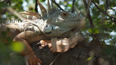 La iguana y su vital importancia para los ecosistemas mexicanos