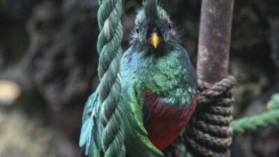 quetzal el ave más hermosa de América
