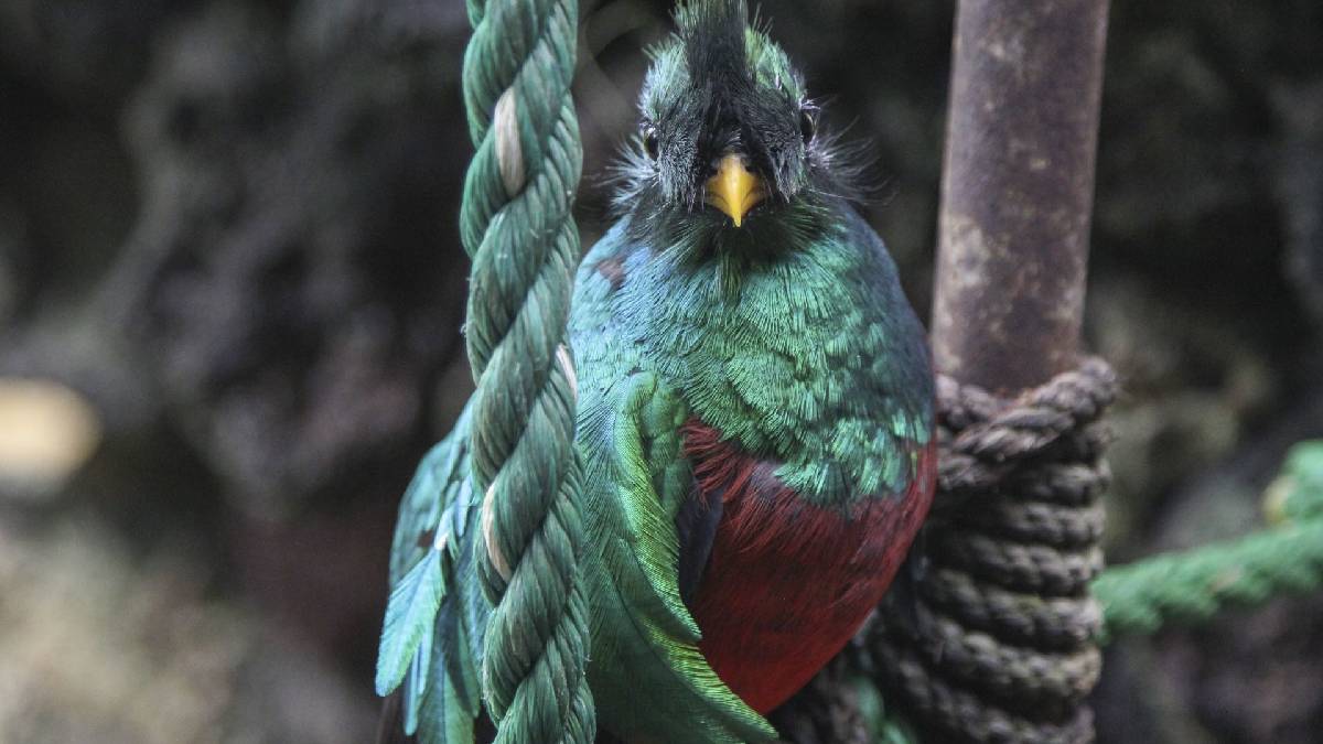 En busca del quetzal, el ave más bella de América, en Chiapas