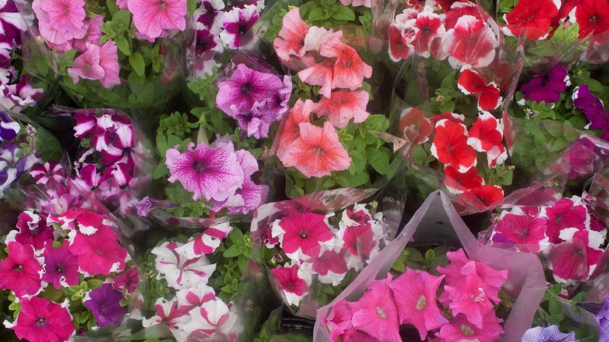 Fin de semana en San Ángel: no te pierdas la Feria de las Flores, en la CDMX