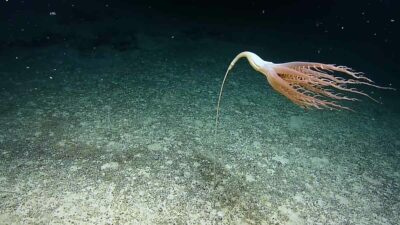 Rara criatura marina es captada en video en el fondo del océano