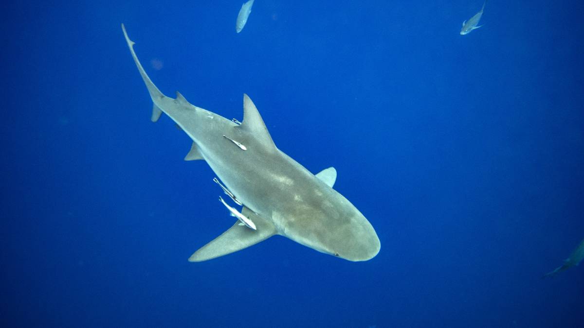 Ataque de tiburón causa alerta en Estados Unidos; fueron dos en una semana