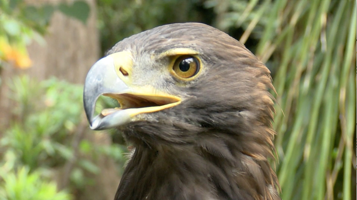 Cursos de Verano 2022: En “El Nido” puedes aprender todo sobre el águila real