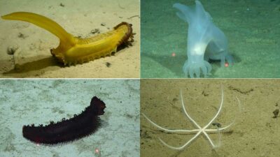 nuevas especies aguas profundas