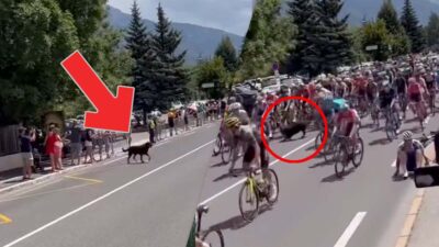 Perro provoca caída de ciclistas en el Tour de Francia 2022