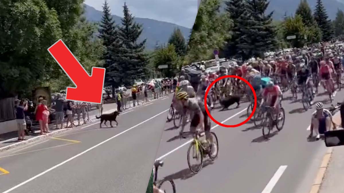 ¡Vaya susto! Perro provoca caída de ciclistas en el Tour de Francia 2022