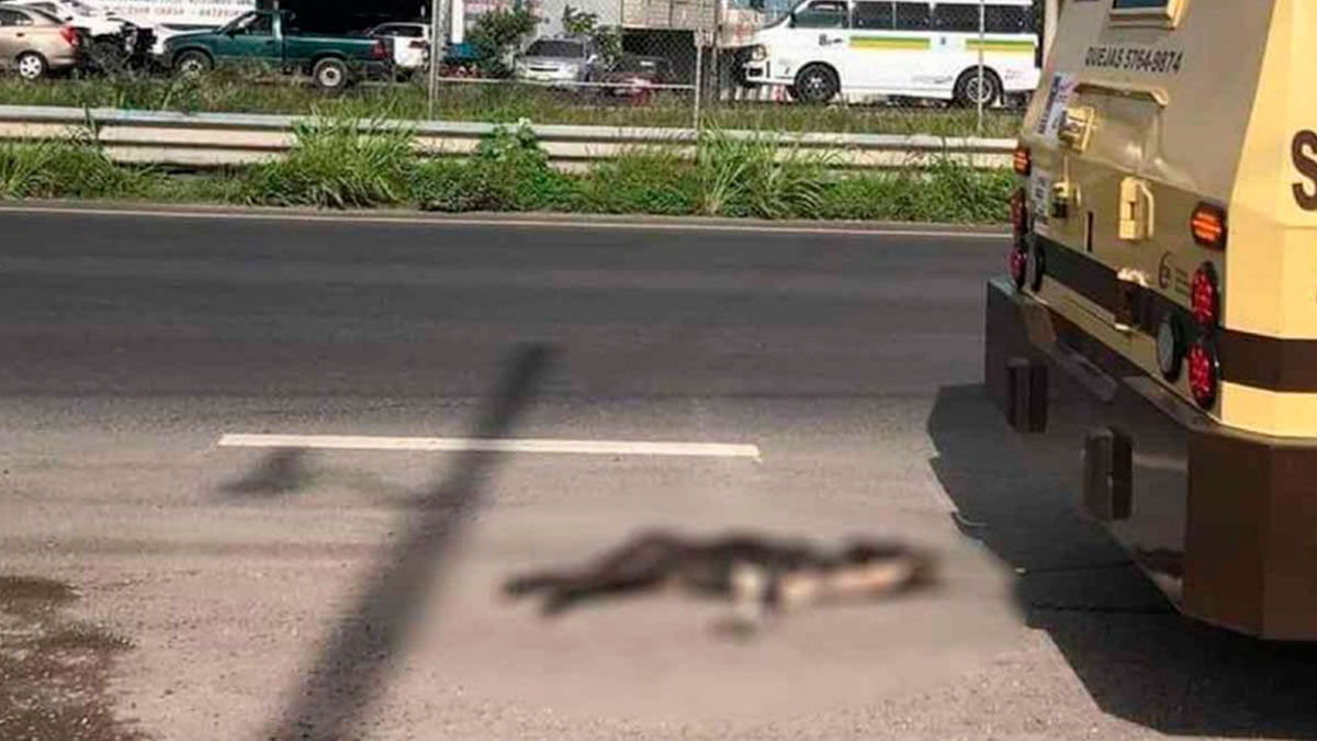 Morelos: van sobre camioneta de Cometra que arrastró a perrito