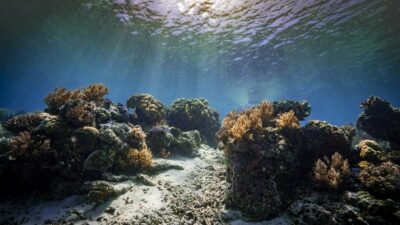 corales en peligro de extinción