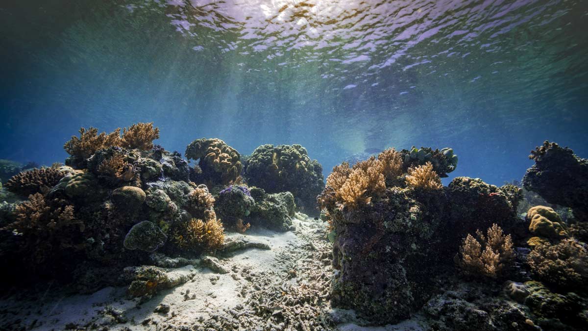Corales mexicanos en peligro de extinción, UNAM advierte “catástrofe de dimensiones nunca vistas”