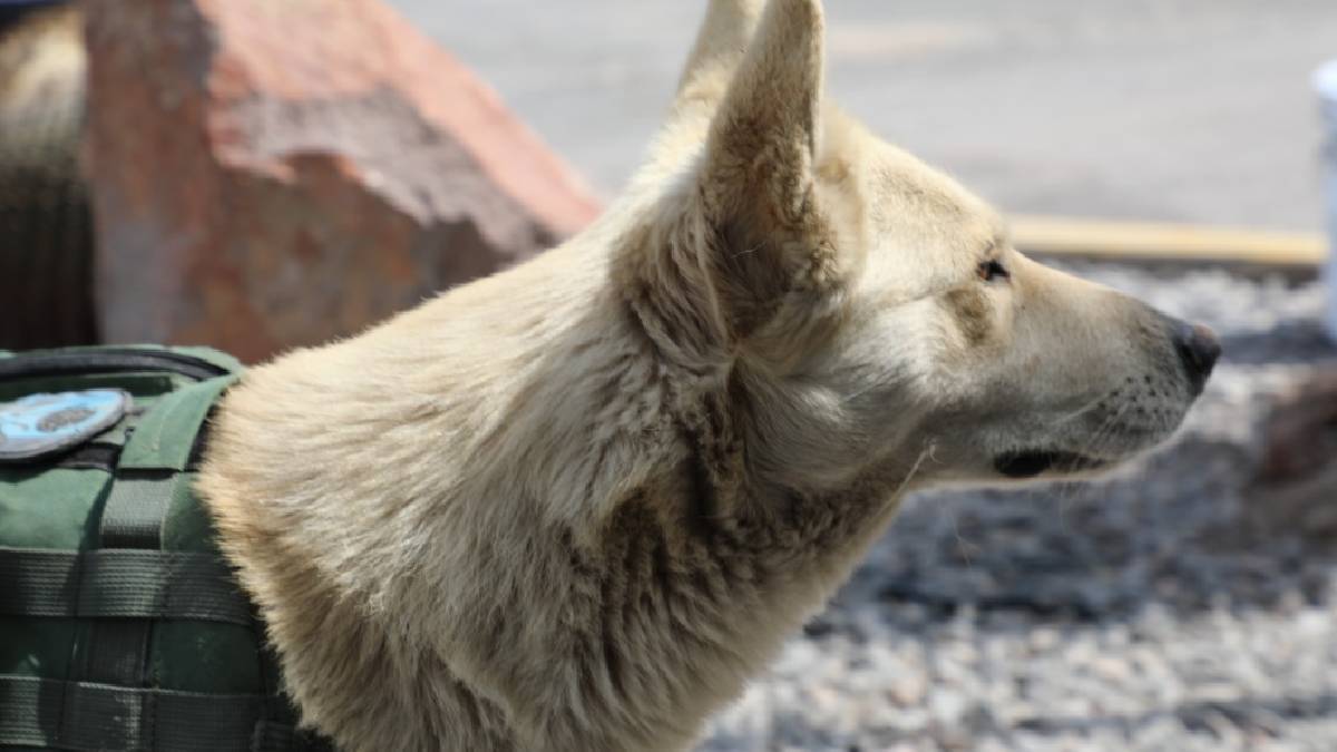 Coyotito, el perrito callejero que se convirtió en policía en SLP