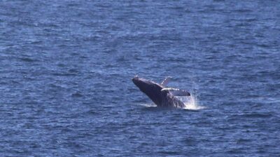 Guardacostas noruegos rescatan a una ballena enredada en cuerdas