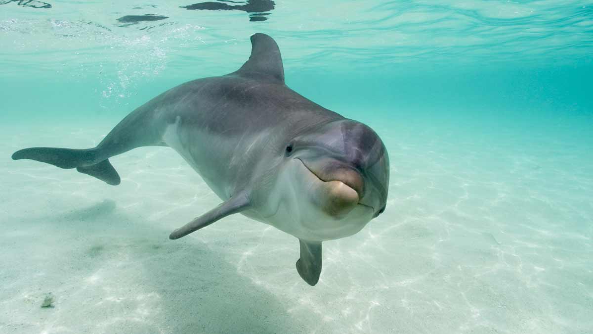 ¡Tierno y cascarrabias! Delfín enojado muerde a bañistas en playas de Japón