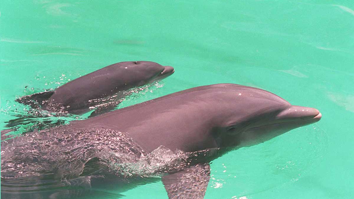 Delfines saltan en la bahía de Valparaíso en Chile; había entre 50 y 100 especies