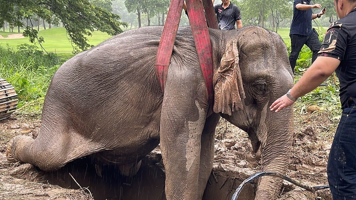 Dramático rescate de una elefanta y su bebé que cayeron a una zanja