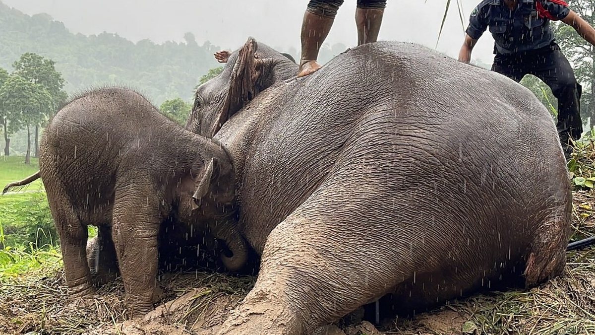 Asombroso rescate: bebé elefante y su madre son liberados tras caer en zanja en Tailandia