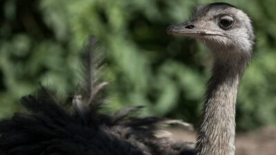 Policía de Canadá persigue a avestruz suelta por las calles
