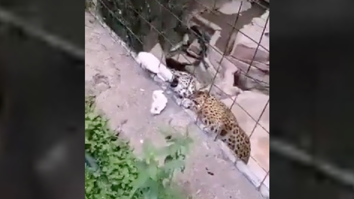 ¡Todo por una foto! Niño salta barras de seguridad y jaguar lo ataca en zoológico de León, Guanajuato