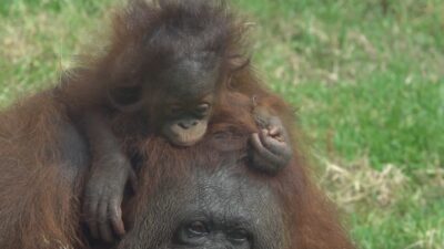 En Jalisco, nacen dos crías de orangután; son únicas en Latinoamérica
