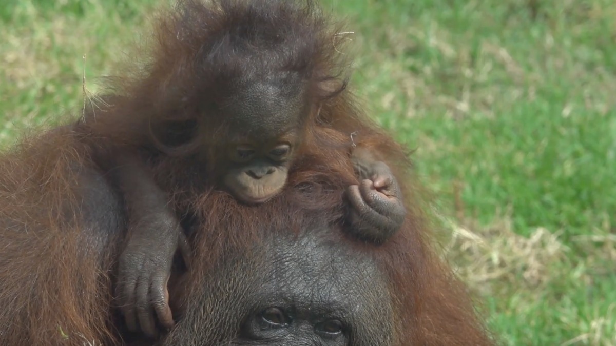Nacen dos crías de orangután en Jalisco; son únicas en Latinoamérica