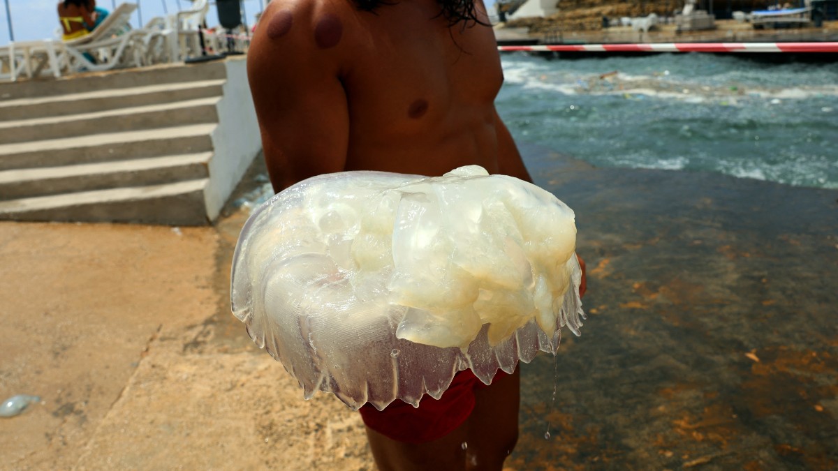 Enjambre de medusas invade playas de Israel
