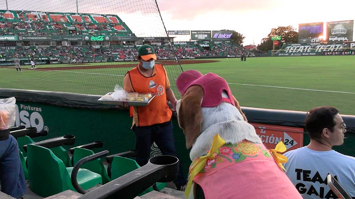 Estadio de beisbol de Yucatán abrió sus puertas como Pet-Friendly