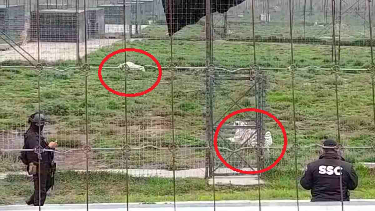 Nuevo hogar: animales del santuario felino del Ajusco serán trasladados a zoológicos en CDMX