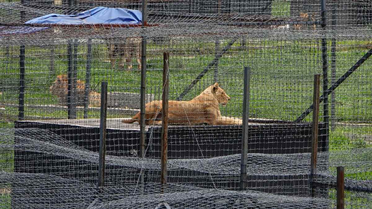 Fundación Black Jaguar-White Tiger: muere leona dentro del predio