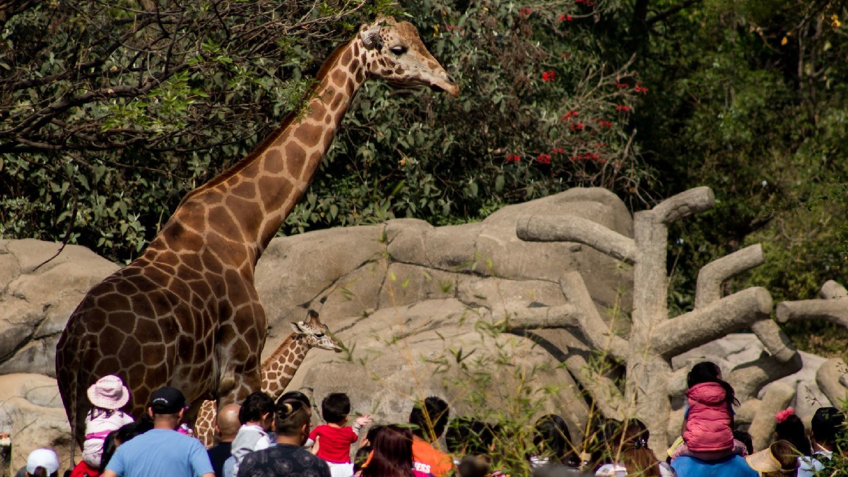 Zoológico de Chapultepec cumple 99 años el 6 de julio de 2022