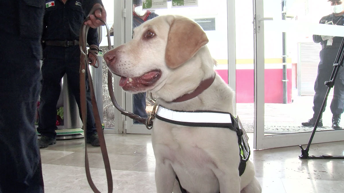 Perros inspectores: Estos canes mantienen a raya a plagas extranjeras
