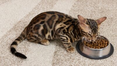 Los 19 alimentos para gato que sí cumplen con sus etiquetas