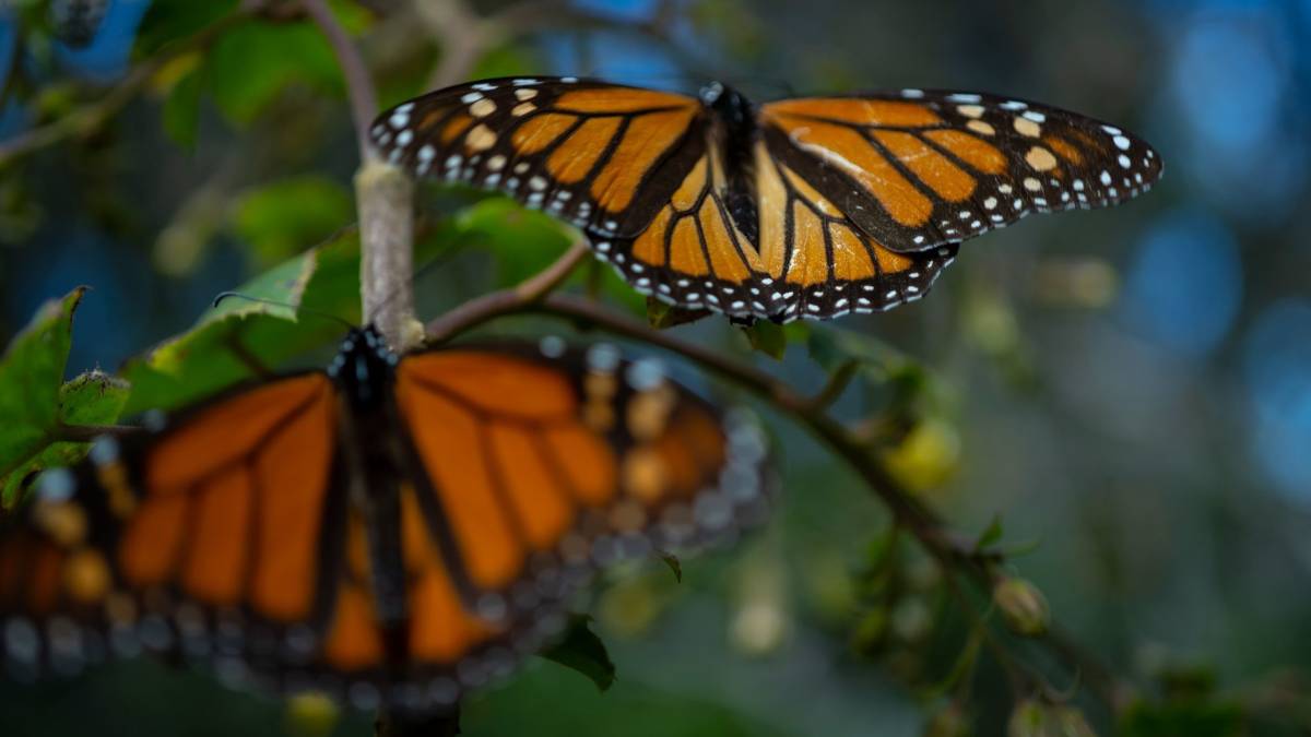 Mariposa monarca entra al listado de especies en peligro de extinción