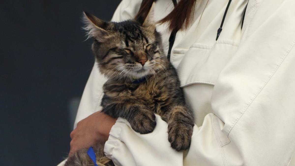 Hospitales veterinarios gratis o de bajo costo para mascotas en CDMX