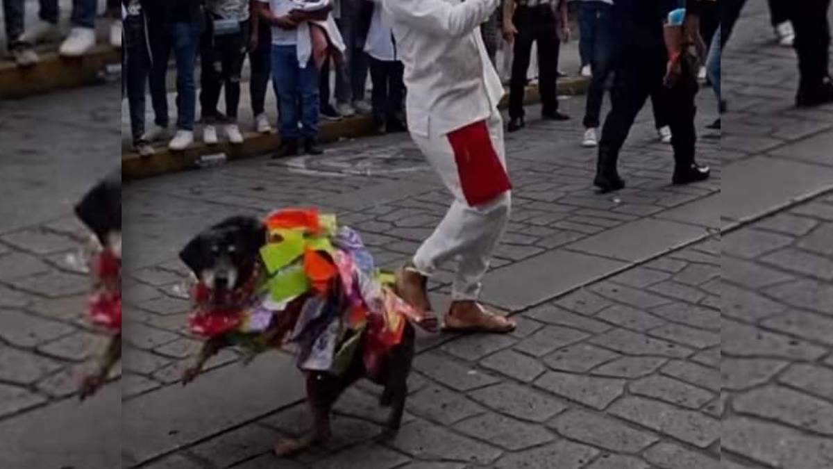 ¡Se ve feliz! Reaparece perrito Mazapán y vestido como tiliche para la Guelaguetza en Oaxaca