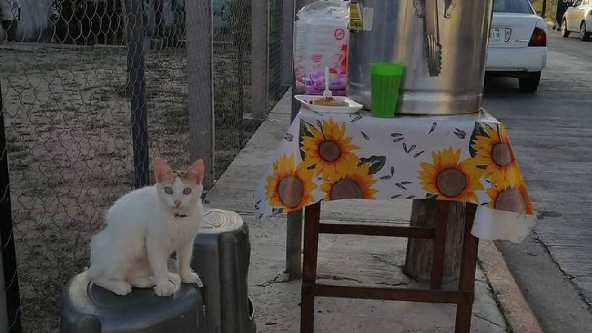 Los “michitamales” se viralizan por gatita que acompaña a dueña a venderlos en Tampico