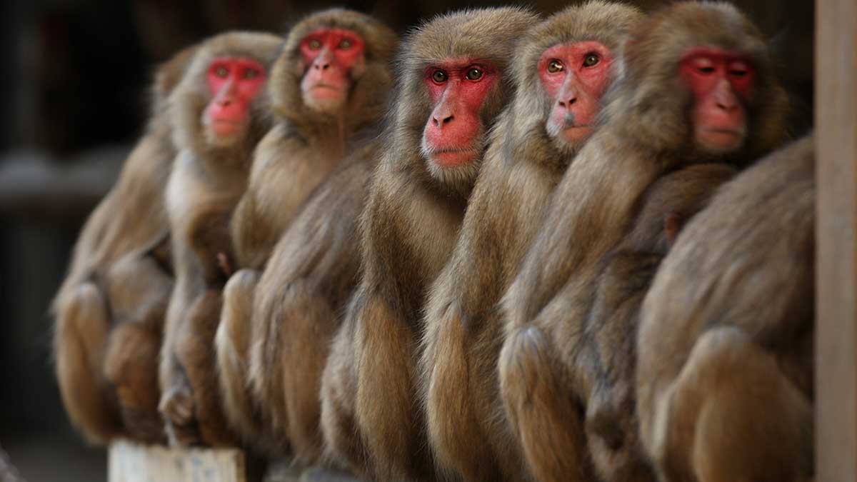 Resulta raro que los monos ataquen directamente a los humanos. Foto: Getty Images