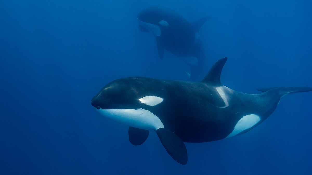 Orcas cazan a tiburón blanco y son capturadas en video por un dron