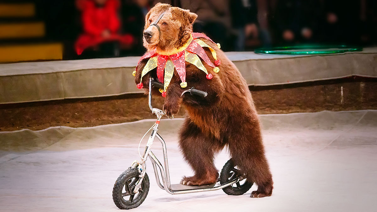 En pleno show, oso ataca a su domador en función de circo y causa pánico