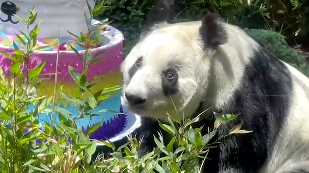 Chapultepec de manteles largos; pandas más longevas del mundo festejan su cumpleaños