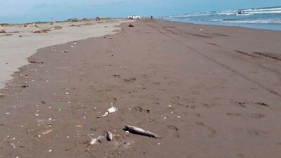 Nayarit: hallan decenas de peces muertos en playa; video es viral