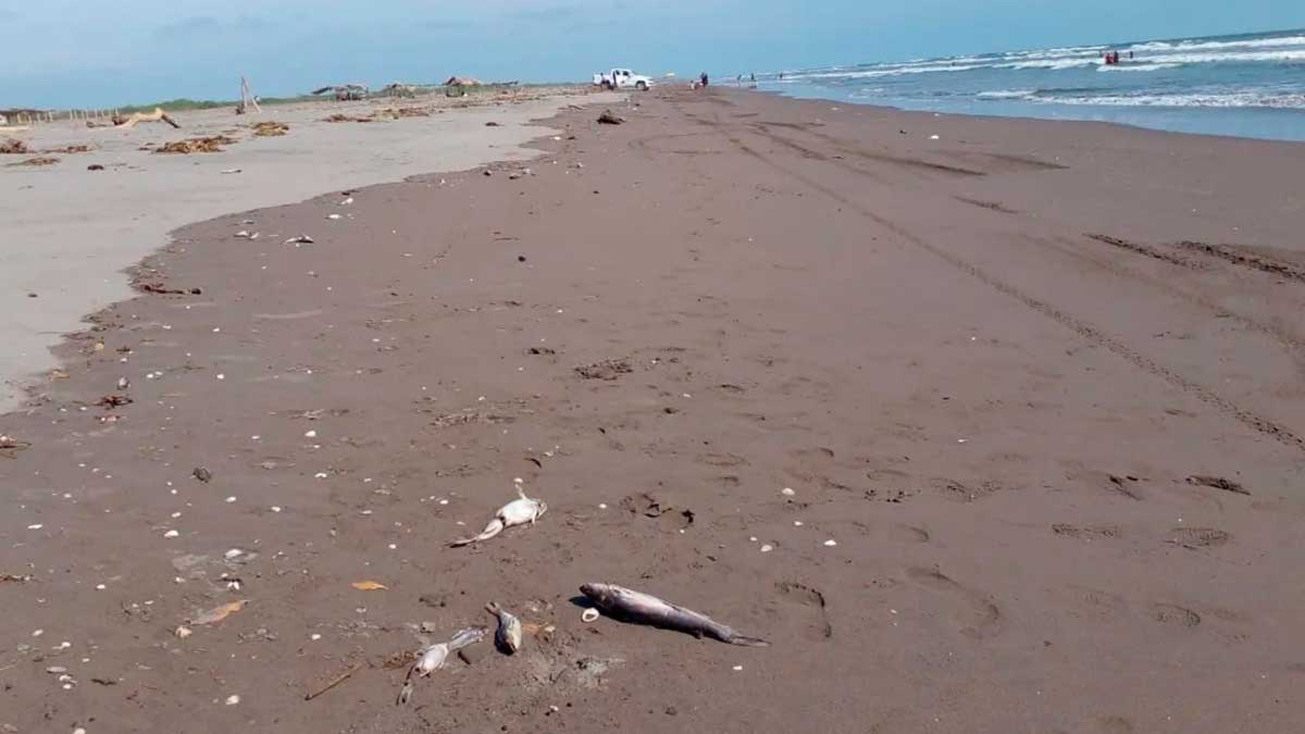 Nayarit: hallan decenas de peces muertos en playa; video es viral