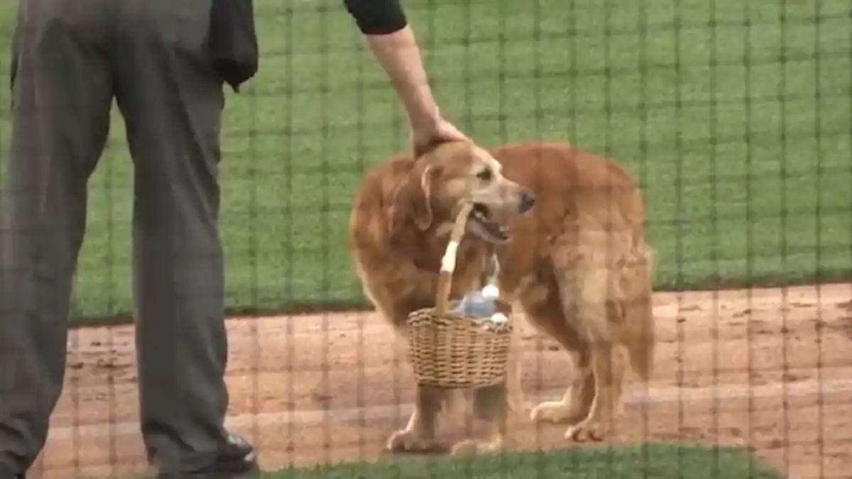 Conoce a Jake, el perrito aguador que sorprende en las Ligas Menores de béisbol; ve su tierno video