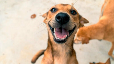 Día del perro callejero: razones para adoptar uno