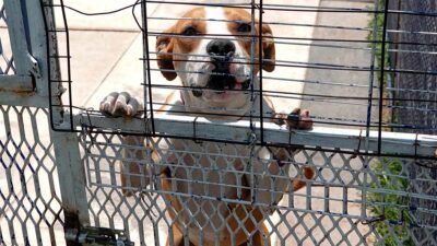 Protección Civil de Nuevo León rescataron a un perrito